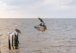 22-Pelican-Bully-1