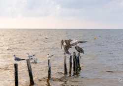22-Pelican-Bully-2