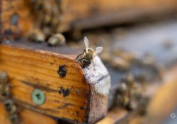 26-Bees-1