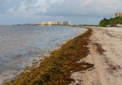 42-Sargassum-1