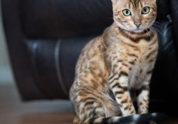 42-Nala-1