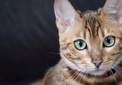 42-Nala-2