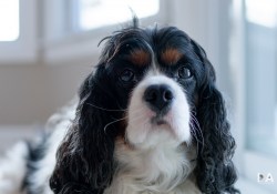 18-Pet-Eye-AF-2