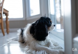 33-Dog