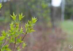 36-Bokeh-2