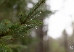 36-Bokeh-4