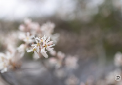 36-Bokeh-5