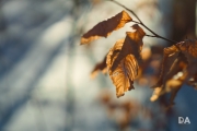 Warm Leaves in a Cold Winter