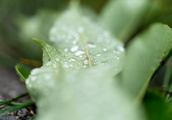 12-Close-Up-1