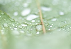 12-Close-Up-2