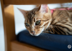 50GM-F1.4-Samples-10