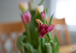 50GM-F1.4-Samples-13