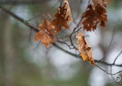 46-Oak-Leaf-1
