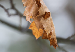 46-Oak-Leaf-2