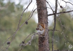 47-Squirrel-1