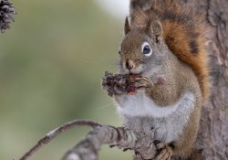 47-Squirrel-2