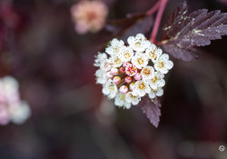 70-200-II-Samples-11