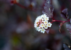 70-200-II-Samples-12