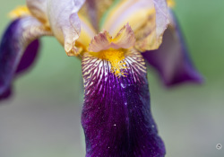 70-200-II-Samples-13