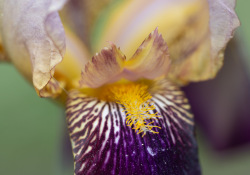 70-200-II-Samples-14