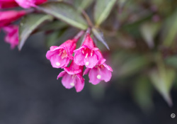 70-200-II-Samples-16