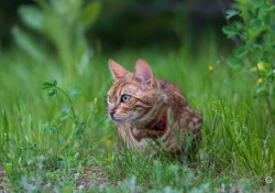 70-200-II-Samples-17