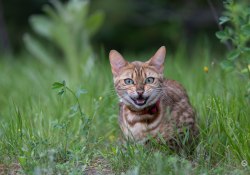 70-200-II-Samples-18