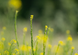 70-200-II-Samples-24