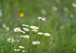 70-200-II-Samples-29