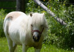 70-200-II-Samples-31