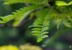 70-200-II-Samples-61