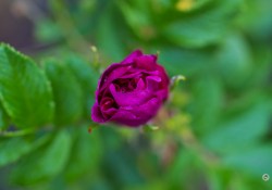 70-200-II-Samples-65