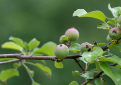 70-200-II-Samples-66