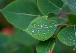 70-200-II-Samples-67