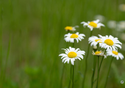 70-200-II-Samples-69