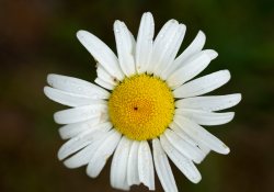 70-200-II-Samples-71