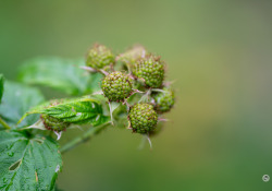 04-Tiny-Blackberries-1