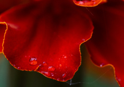13-Up-Close-2