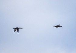 21-Mallards-1