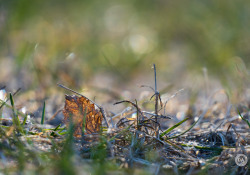 37-Bokeh-1