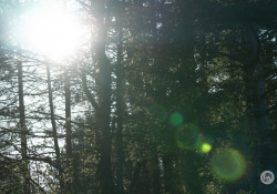 40-Flare-70mm