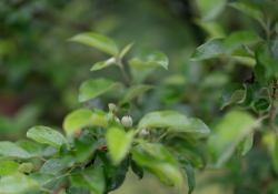 18-Shallow-DOF 18-Shallow-DOF