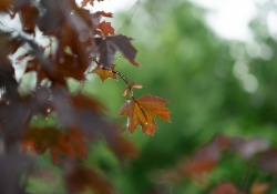 24-Bokeh-Samples-2 24-Bokeh-Samples-2
