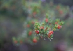 24-Bokeh-Samples-5 24-Bokeh-Samples-5