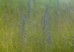 24-Bokeh-Samples-6 24-Bokeh-Samples-6