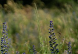 24-Bokeh-Samples-9 24-Bokeh-Samples-9