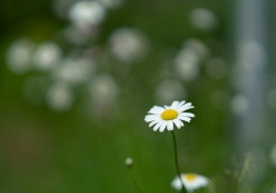 24-Bokeh-Samples 24-Bokeh-Samples