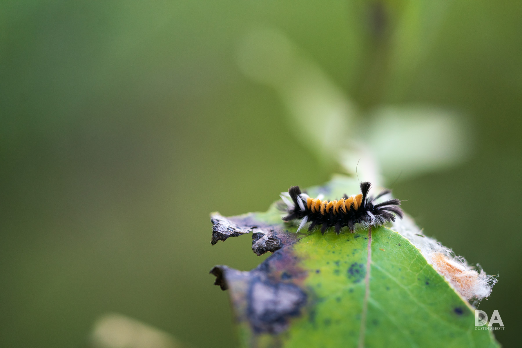 Sony FE 90mm F2.8 Macro G OSS Review - DustinAbbott.net