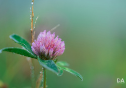 34-Bokeh-10