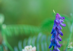 34-Bokeh-11